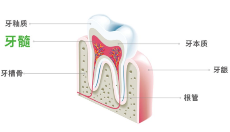 什么是牙髓干细胞