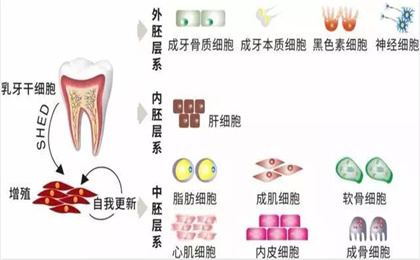 乳牙干细胞.jpg