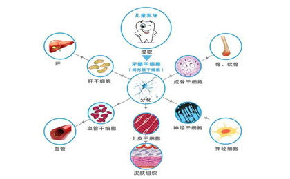 乳牙干细胞是孩子送给整个家庭的特殊礼物.jpg