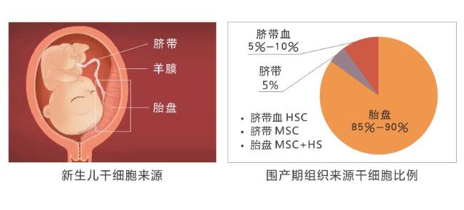 人羊膜干细胞