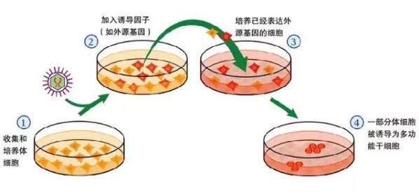 诱导性多能干细胞