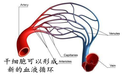 血液血管干细胞.jpg