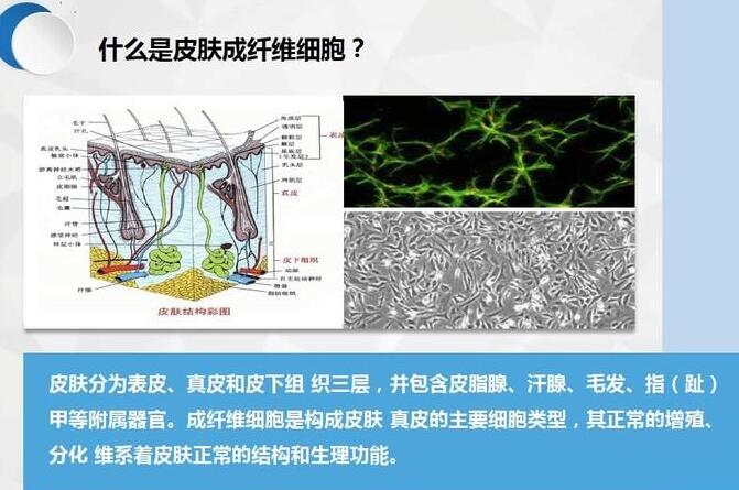 皮肤成纤维细胞