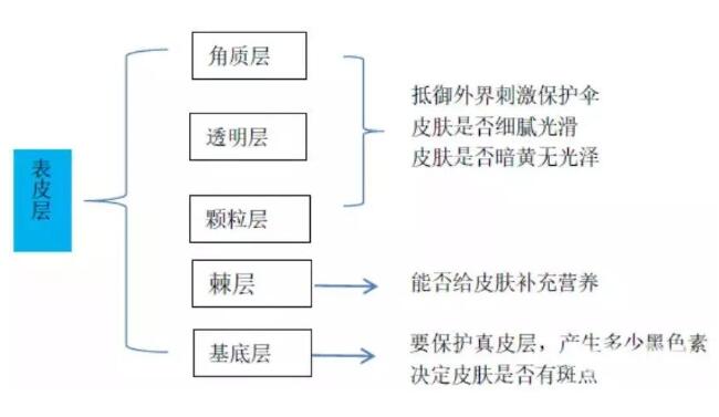 表皮干细胞