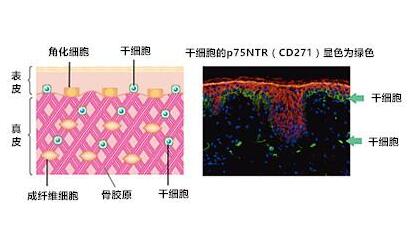 什么是真皮干细胞