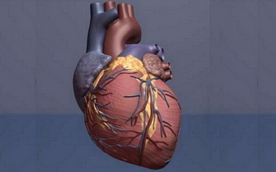 心脏干细胞