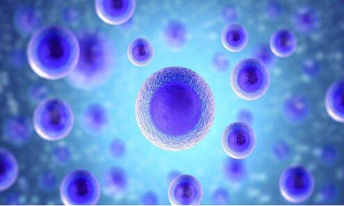我国干细胞治疗的研究进展及应用前景