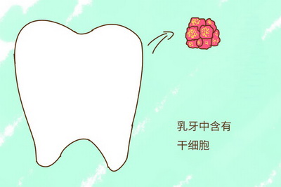 乳牙干细胞是什么东西？真有那么神奇？
