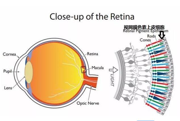 美科学科研究发现：视网膜色素上皮干细胞可用来治疗人类失明症