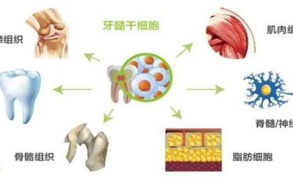 牙髓干细胞为什么要储存？（有什么用）.jpg