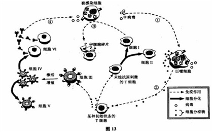 现代医学新支柱——什么是免疫细胞治疗（癌症患者的新希望）