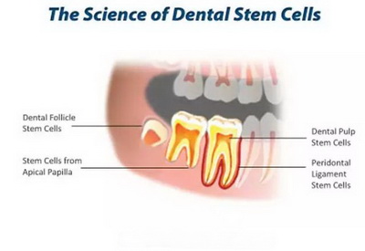 武汉什么地方可以储存乳牙干细胞？（乳牙干细胞储存流程）