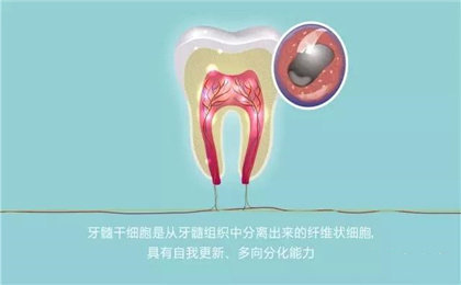 乳牙干细胞的实际作用（乳牙保存干细胞多少钱）