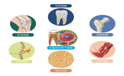 乳牙可以提取干细胞，乳牙干细胞的储存意义