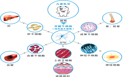 乳牙怎么保存干细胞，多大的孩子可以存？