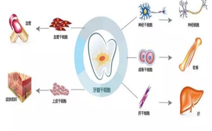 乳牙提取的干细胞有什么作用？（乳牙干细胞保存）