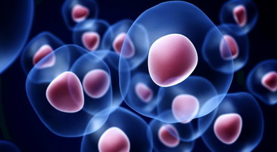 胚胎干细胞和脐带血干细胞有什么区别？（胚胎干细胞的作用）