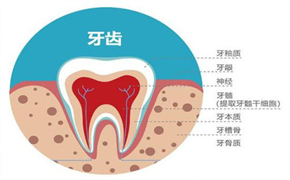 牙髓干细胞临床优势明显，对多种疾病具有疗效