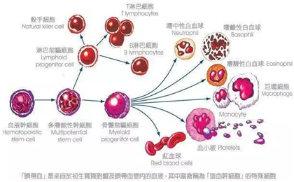 能救命的造血干细胞来源自哪里？（造血干细胞提取）