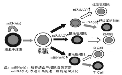 造血干细胞怎么移植？（造血干细胞可以再生么）