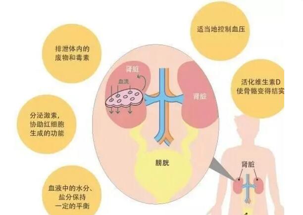 研究证明：干细胞有效改善肾功能挽救肾衰竭