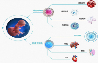 怎么分辨干细胞机构是不是骗人的？（储存干细胞有什么用）