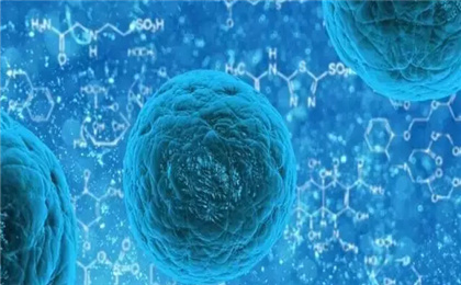 成体干细胞是全能干细胞吗?(成体心肌干细胞)