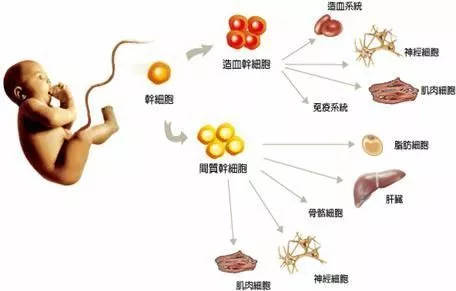 打算在湖北省干细胞库存储间充质干细胞，这种干细胞给家人用需要配型吗？