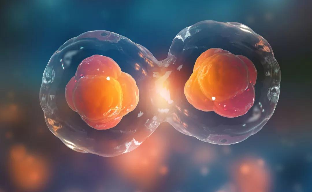 干细胞和免疫细胞有什么不同？该怎么选择？